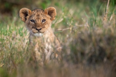 Cub in the grass