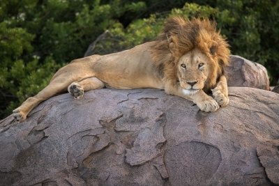lion-resting-on-a-rock-Edit