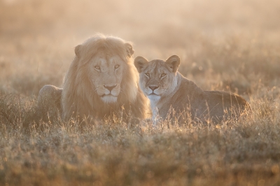 Lions in the fog