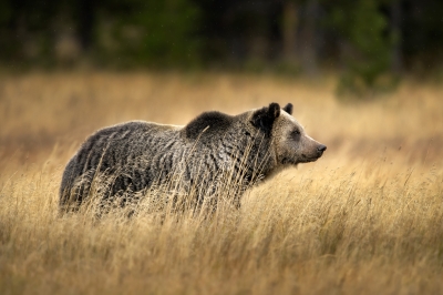 Grizzly Bear in YNP
