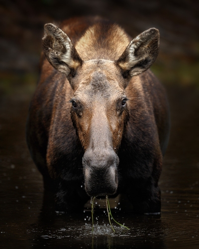 Female moose eating