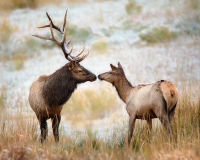 Kissing Elk