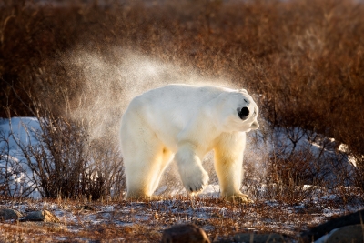 A polar bear shaking off some snow