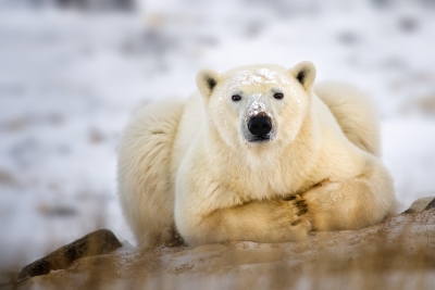 Polar bear stare down