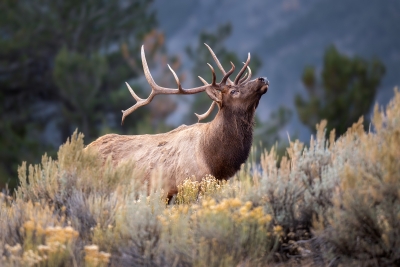 Posing Elk