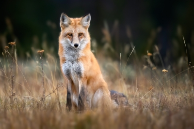 Red Fox Sitting