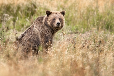 Young Grizzly In A Thick Meadow