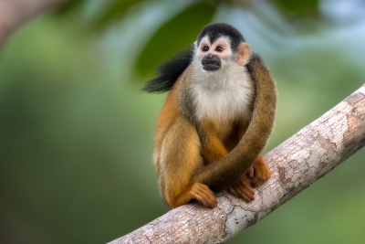 Squirrel Monkey with tail wrapped