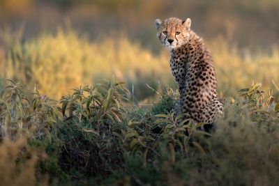 A cheetah cub looking back