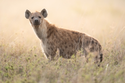A hyena bathed in golden light