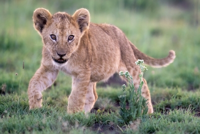 A young lion exploring his meadow