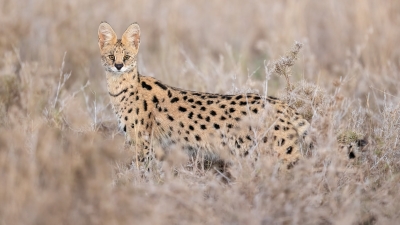 A serval cat pauses in the grass to check us out