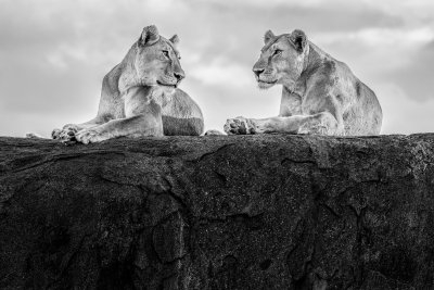 Lions on the lookout