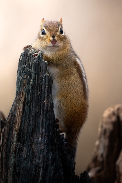 Chimpmunk posing on a stump