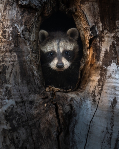 Young raccoon peeking out of a tree
