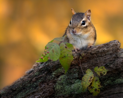 Chimpmunk in the fall