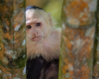 A white faced monkey peeks through bamboo