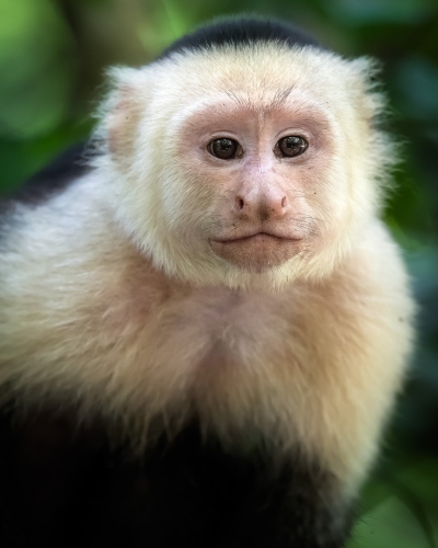 Portrait of a Whit Face Monkey