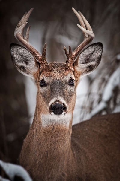 Winter Buck