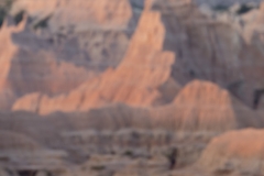 Bighorn with the badlands in the background