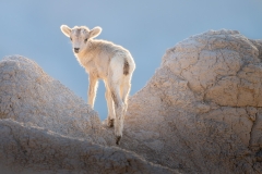 Backlit bighorn lamb