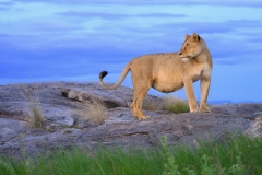 Lioness posing at twilight