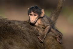 Baby baboon riding on the back of his mom