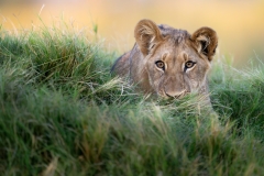 Young lion, looking through the grass