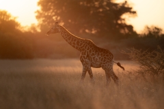 Giraffe backlit by the setting sun