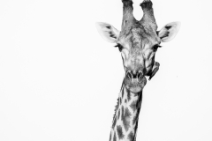BW giraffe with oxpecker on his head