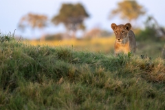 Young lion looking over a hill at Sunset