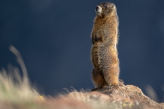 Yellow bellied marmot, standing on a rock
