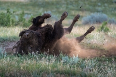 Bison taking a dust bath