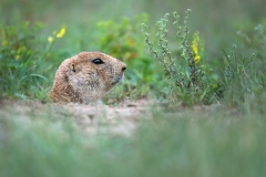 Prairie dog peeking out of his burrow