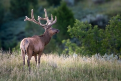 Bull elk in velvet in the early morning