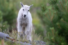 Mountain goat kid, on a rock facing camera