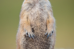 A Prairie dog standing attention