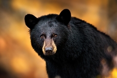 Blackbear Headshot