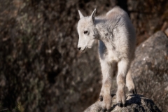 Kid On A Rock