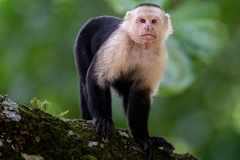 A white-faced monkey in the rainforest