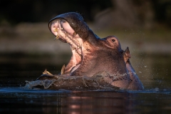 A hippo yawing and splashing