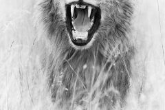 A snarling lion