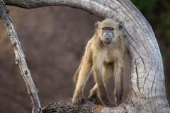 A baboon framed in a tree branch