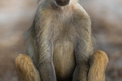 Portrait of a baboon on the beach