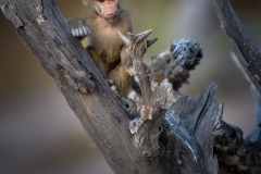 A young baboon in a tree