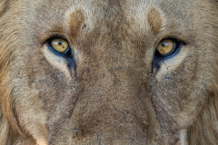 Eye to eye with a lion