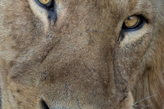 Lion closeup