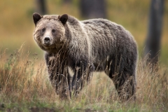 Grizzly Bear Looking Over