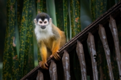 A squirrel monkey pauses to take a look around