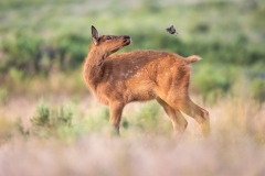 Elk Calf Vs Bird